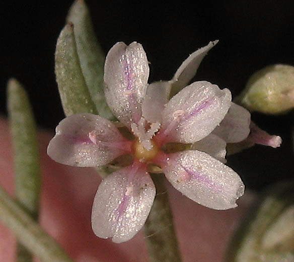 Detailed Picture 1 of Claytonia exigua ssp. exigua