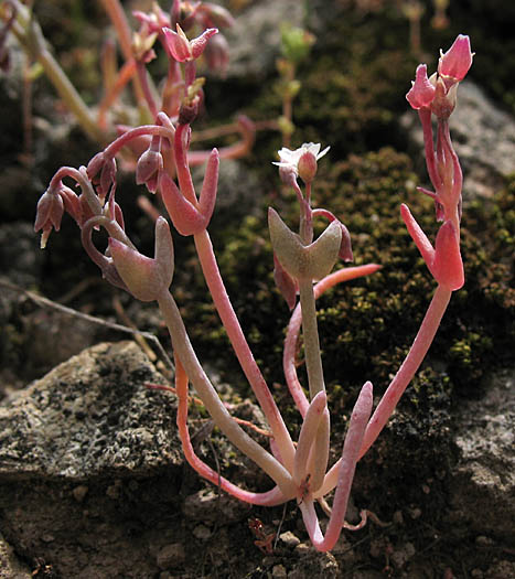 Detailed Picture 6 of Claytonia exigua ssp. exigua