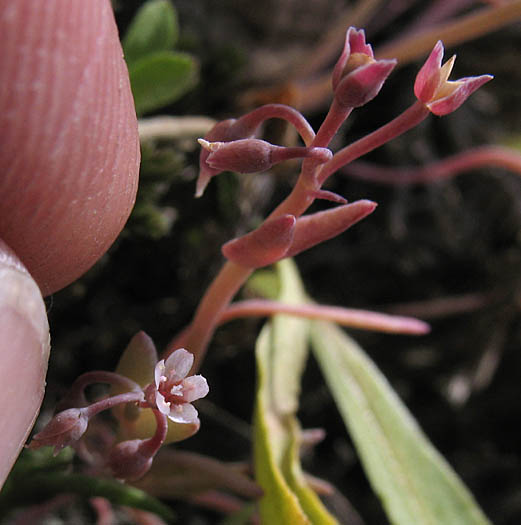 Detailed Picture 7 of Claytonia exigua ssp. exigua