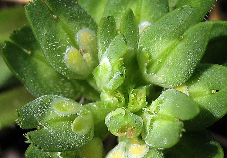 Detailed Picture 1 of Lepidium latipes