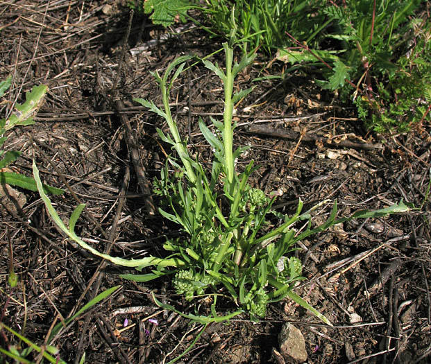 Detailed Picture 4 of Lepidium latipes