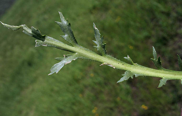 Detailed Picture 6 of Lepidium latipes