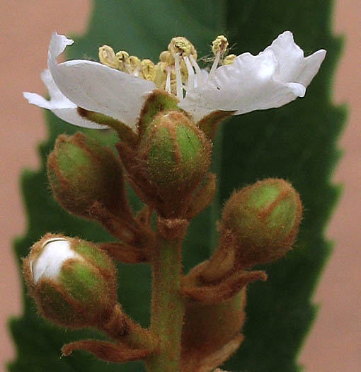 Detailed Picture 2 of Eriobotrya japonica