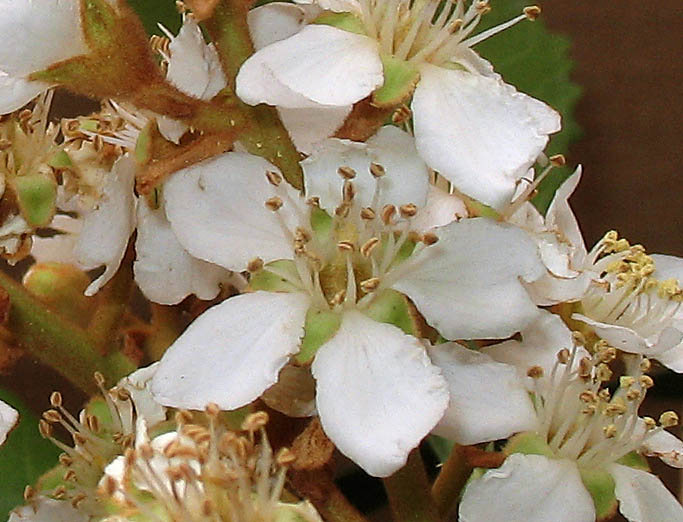 Detailed Picture 1 of Eriobotrya japonica