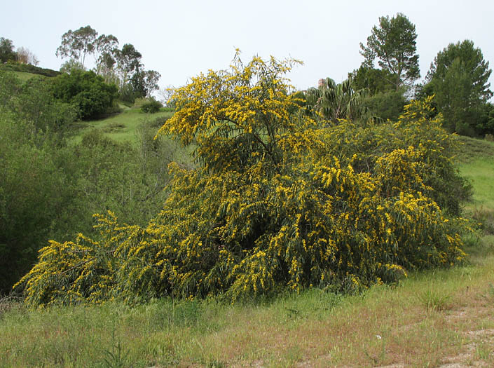 Detailed Picture 4 of Acacia saligna