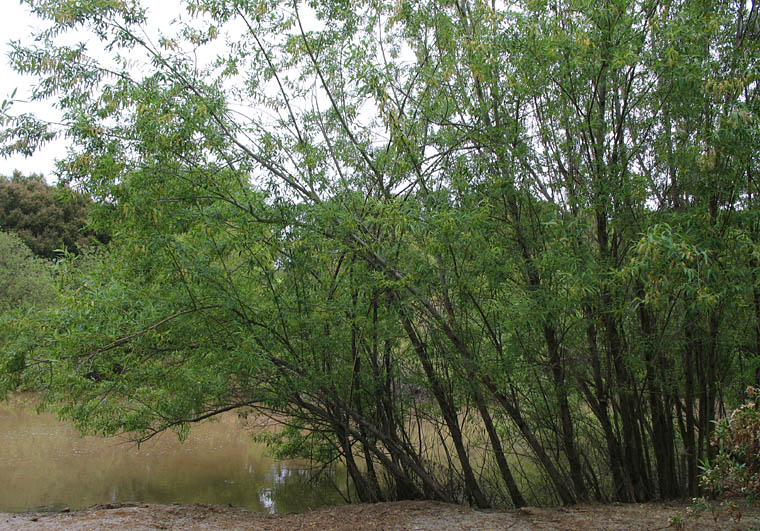 Detailed Picture 3 of Salix lasiandra var. lasiandra