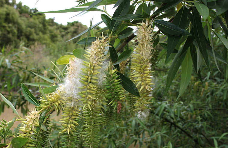 Detailed Picture 2 of Salix lasiandra var. lasiandra