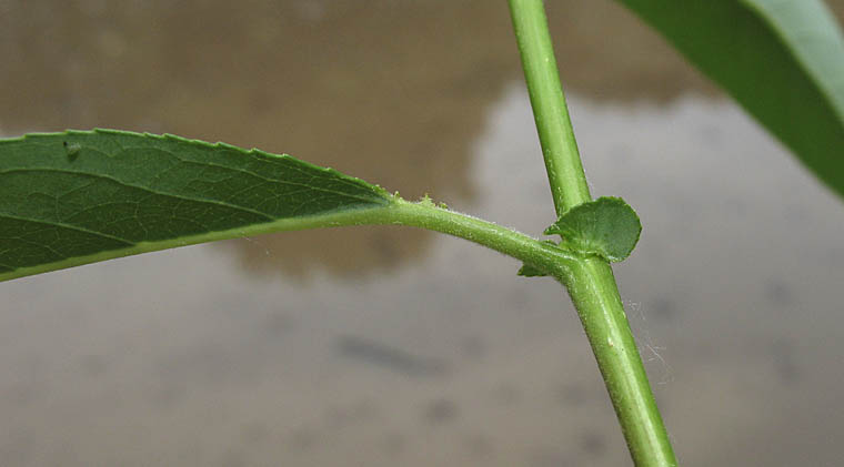 Detailed Picture 6 of Salix lasiandra var. lasiandra