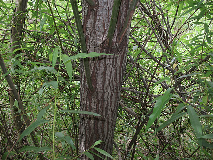 Detailed Picture 4 of Salix lasiandra var. lasiandra