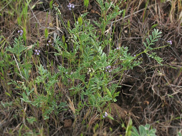 Detailed Picture 5 of Astragalus gambelianus