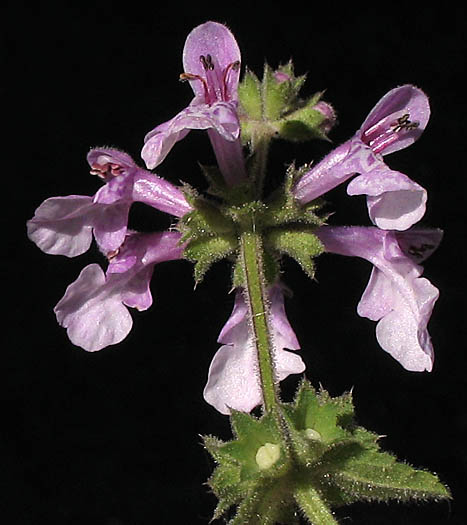 Detailed Picture 3 of Stachys bullata