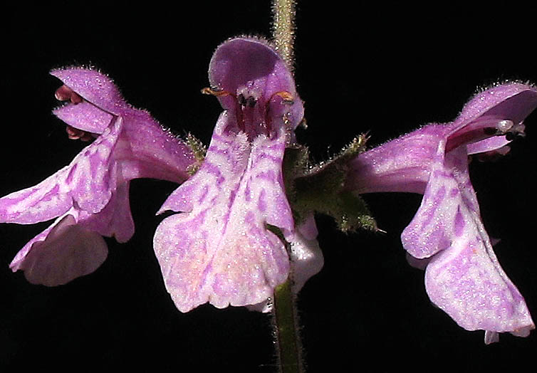 Detailed Picture 1 of Stachys bullata