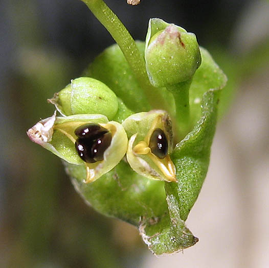 Detailed Picture 5 of Claytonia parviflora ssp. parviflora