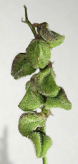 Detailed Picture 6 of Astragalus gambelianus