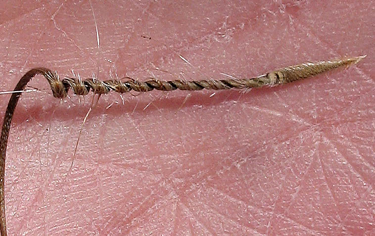 Detailed Picture 6 of Erodium brachycarpum