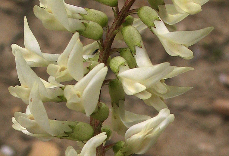 Detailed Picture 1 of Astragalus trichopodus var. phoxus