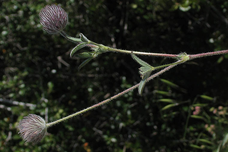 Detailed Picture 4 of Trifolium albopurpureum