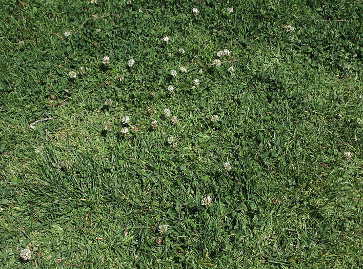 Detailed Picture 5 of Trifolium repens