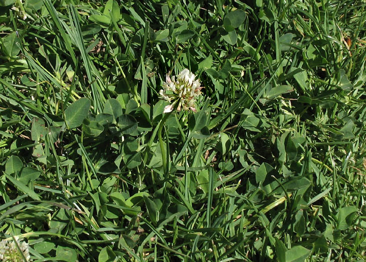 Detailed Picture 4 of Trifolium repens