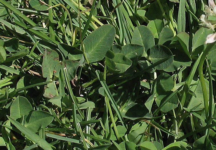 Detailed Picture 3 of Trifolium repens