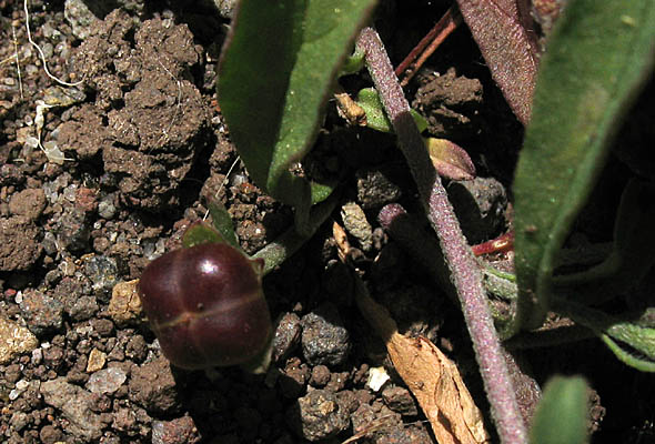 Detailed Picture 4 of Convolvulus simulans