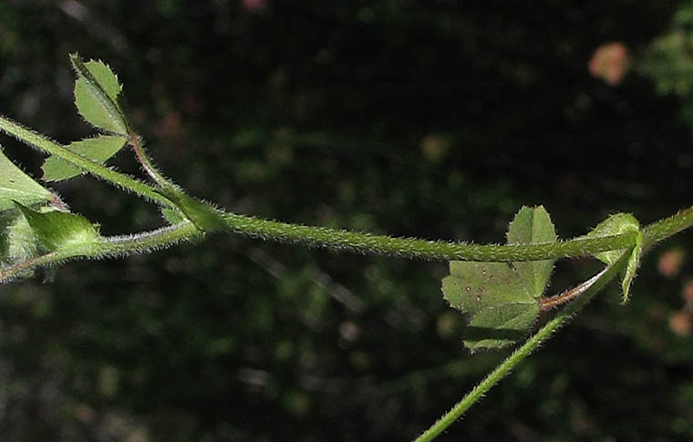 Detailed Picture 5 of Trifolium microcephalum