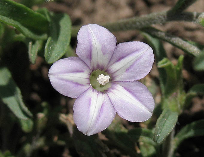 Detailed Picture 1 of Convolvulus simulans