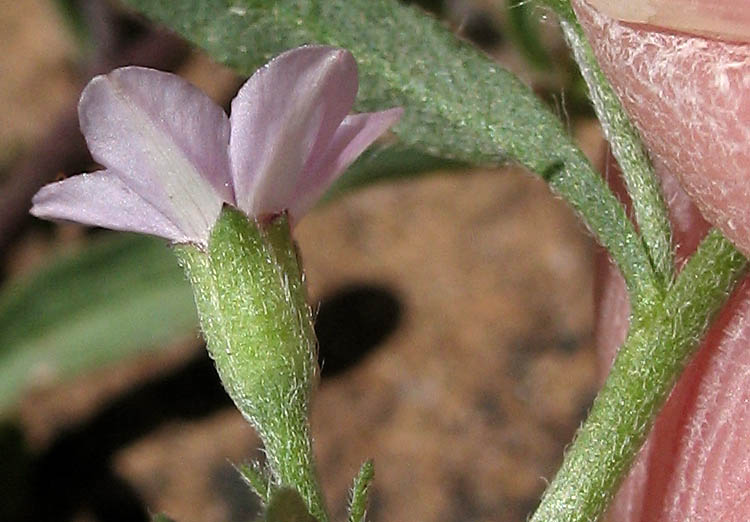 Detailed Picture 2 of Convolvulus simulans