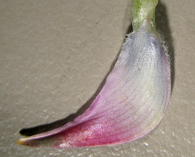 Detailed Picture 7 of Lupinus sparsiflorus