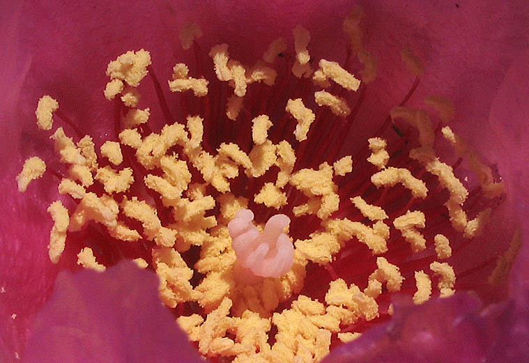 Detailed Picture 3 of Opuntia basilaris var. basilaris