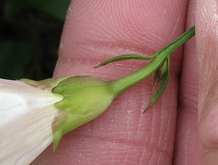 Detailed Picture 5 of Calystegia purpurata ssp. purpurata