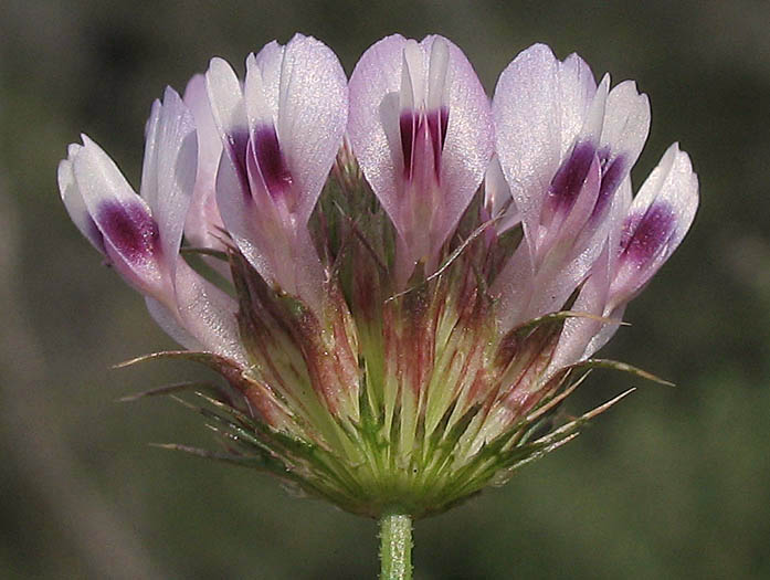 Detailed Picture 2 of Trifolium willdenovii