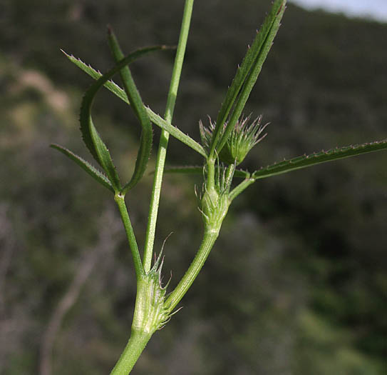 Detailed Picture 5 of Trifolium willdenovii
