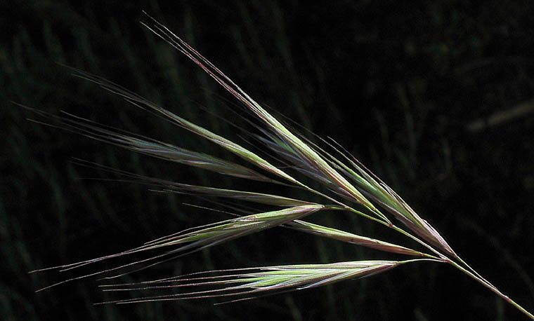 Detailed Picture 2 of Bromus madritensis