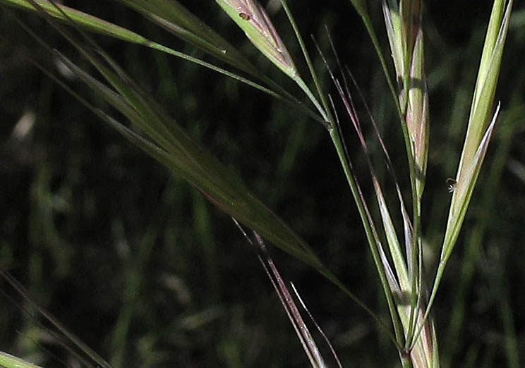 Detailed Picture 3 of Bromus madritensis