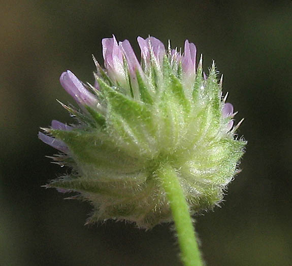 Detailed Picture 3 of Trifolium microcephalum