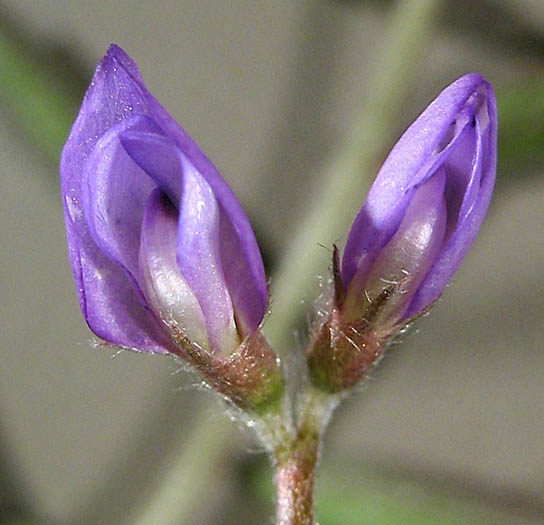 Detailed Picture 1 of Vicia ludoviciana ssp. ludoviciana