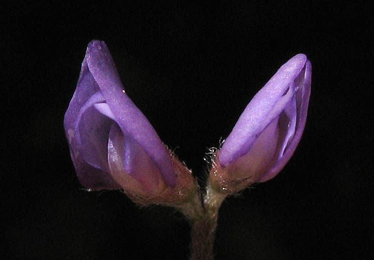 Detailed Picture 2 of Vicia ludoviciana ssp. ludoviciana