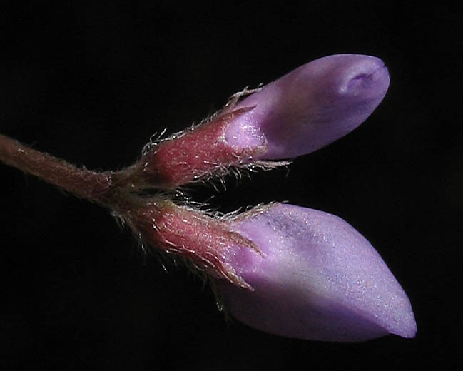 Detailed Picture 3 of Vicia ludoviciana ssp. ludoviciana