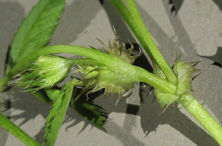 Detailed Picture 9 of Trifolium variegatum