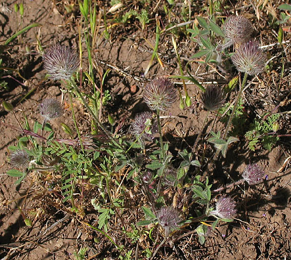 Detailed Picture 6 of Trifolium albopurpureum