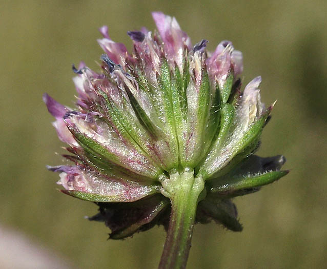 Detailed Picture 3 of Trifolium ciliolatum