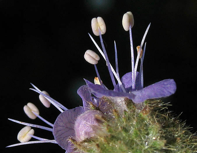 Detailed Picture 2 of Phacelia tanacetifolia