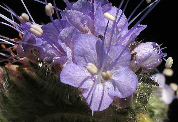 Detailed Picture 1 of Phacelia tanacetifolia