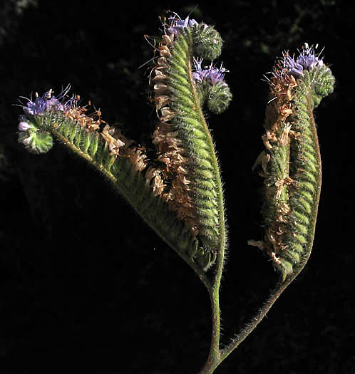 Detailed Picture 4 of Phacelia tanacetifolia