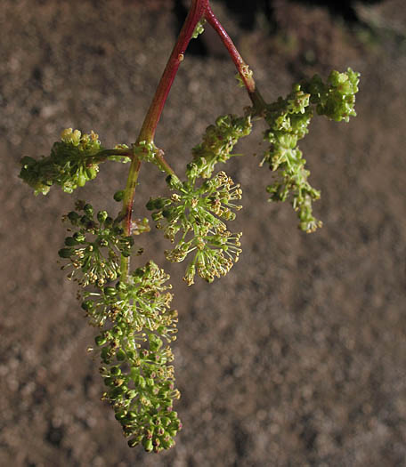 Detailed Picture 4 of Vitis girdiana