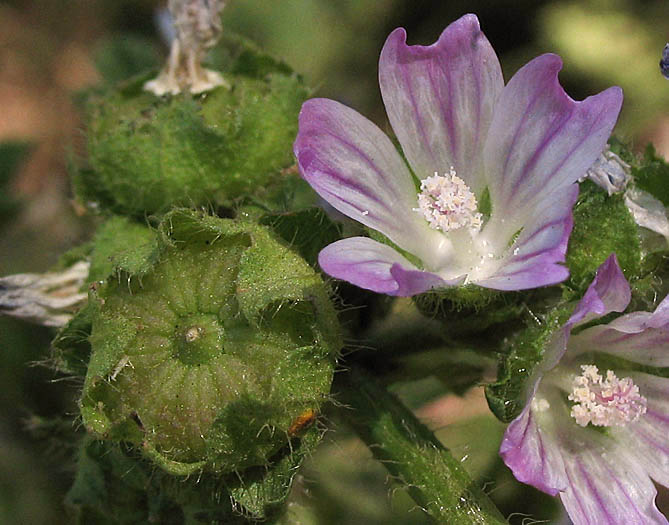 Detailed Picture 2 of Malva nicaeensis