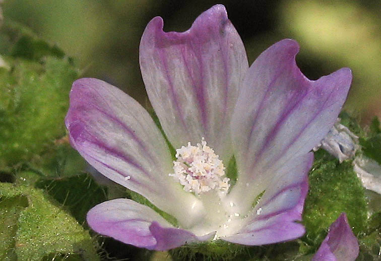 Detailed Picture 1 of Malva nicaeensis