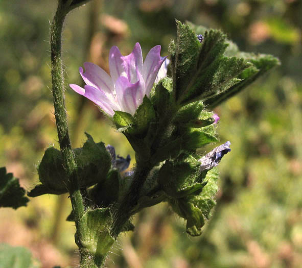 Detailed Picture 3 of Malva nicaeensis