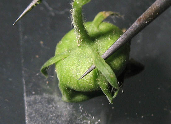 Detailed Picture 7 of Malva parviflora